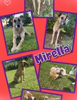 Sanfte Mirella sucht Herzensmenschen! - Nürnberg