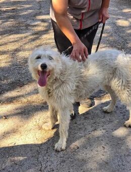 Menschenbezogene clevere RINA sucht ♥️ - München