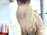 Süßer, verspielter, junger Kater Finn - Karlsruhe
