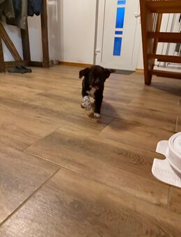 Berner Sennenhund x Deutsch Kurzhaar - Wardow