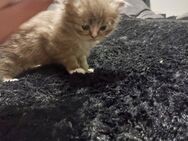 5 reinrassige britisch Langhaar katzen - Siegburg