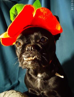 Französische Bulldogge (weiblich) sucht ihr für-immer-Zuhause - Mittweida