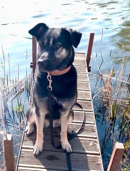 Kira sucht eine Familie - Schwerin Zentrum