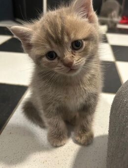 Bkh mix kitten zu verkaufen - Spelle