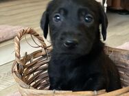 Labrador Retriever Welpen - Schwerin