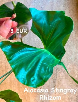 Alocasia Stingray Rhizom - Berlin