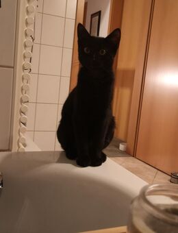 Kater abzugeben - Dresden