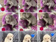 Reinrassige Labrador Welpen mit Ahnentafel silber und weiß - Bad Wildungen