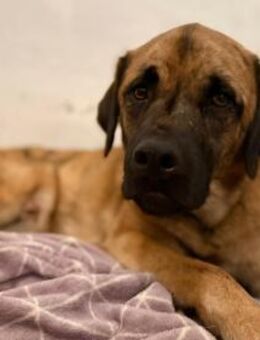 Seppl - möchte eine eigene Familie - Höchst (Odenwald)