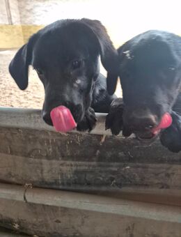 Unsere sehr verschmusten Labradormischlinge Jimmy, Charlston und Joe 5 Monate alt - Angern