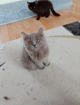 Sehr schöne baby katzen. - Bonn Poppelsdorf