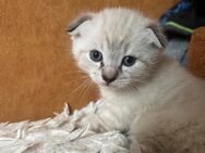 Schöne Kitten zu verkaufen - Höchberg