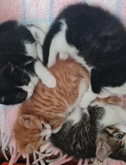 Baby Katzen - Münster