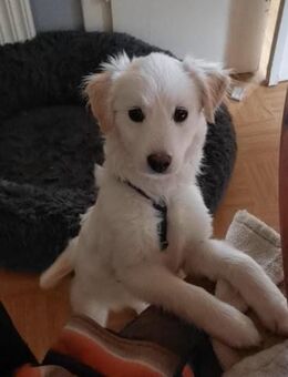 Ava Schneeengel sucht Familie - Neuberg