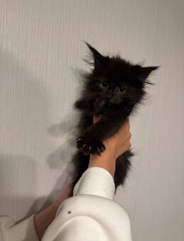 Maine Coon XXL Kitten - Essen