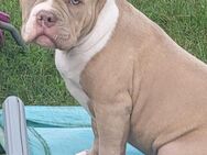 American bully rüden 15 wochen alt - Eisleben (Lutherstadt)