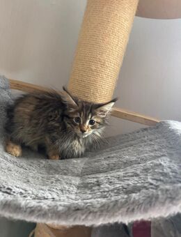 Maine Coon XXL Kitten - Essen