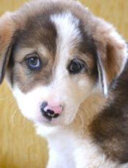 Raki - große Liebe gesucht - Mettmann