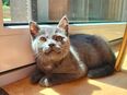 Katzenbaby weiblich grau in 74592