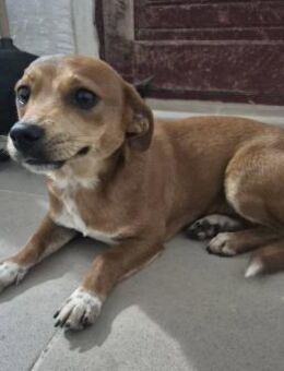 Junghündin 175633 sucht ihre Familie - Köln