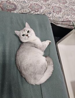 Junge reinrassige Britisch Kurzhaar Silver Shaded Katze-einfach bezaubernd:) - Dortmund