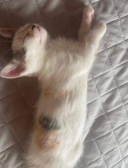 Süße Mädchen Kitten - Bexbach