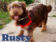 Dackelmischling Rusty sucht Familie - Bissingen