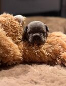 Französische Bulldoggen in 74925