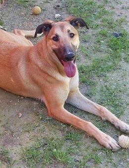 Jack wer zeigt ihm die große weite Welt? - Laatzen