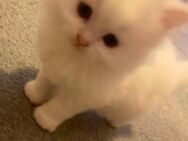 Katzenbabys suchen liebevolles Zuhause - Paderborn