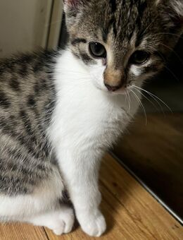 Katzen Baby zu verkaufen - Wetzlar