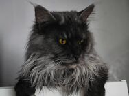 Maine Coon Deckkater - Seevetal