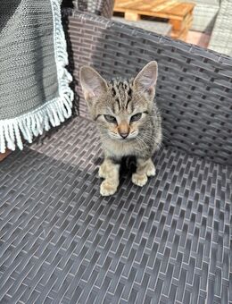 Babykatzen zu verkaufen - Kutenholz