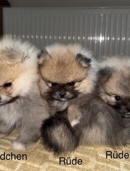 Pomeranian / Zwergspitz Welpen - Neuwied