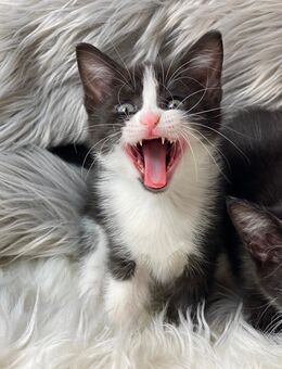 Süßes Mix Kitten 13 Wochen alt Katzenbaby - Much