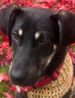 junger Bo, 50cm, 13kg sucht Familie - Köln