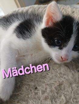 Europäische Kurzhaar Baby Katzen - Kaiserslautern
