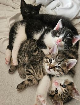 Babykatzen - Wolfratshausen