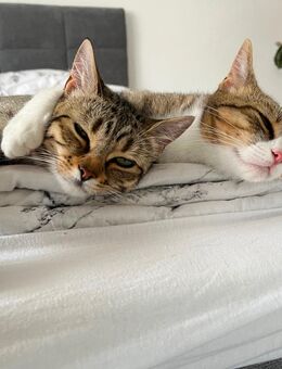 Junge gesunde und pflegeleichte BKH mix Katzen suchen liebevolles zu Hause - Büttelborn