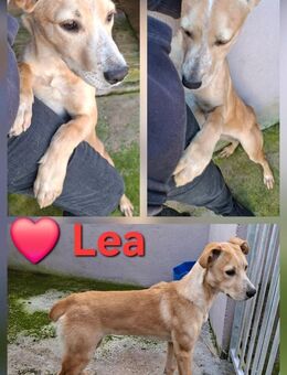 Lea - hat einen lieben Charakter - Höchst (Odenwald)