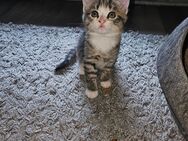 Baby Katze - Bad Kreuznach