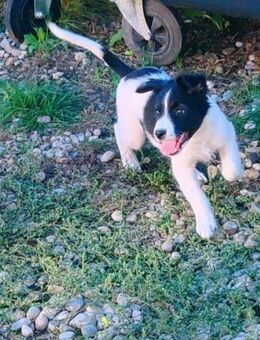 SAMMY sucht sein Glück - Weiterstadt