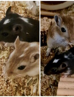 4 junge Rennmaus-Mädchen (8 Wochen) suchen ein liebevolles Zuhause - Weinheim