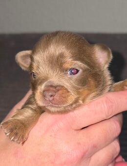 Chihuahua Rüde in der Farbe lilac tan - Duisburg