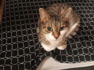 Zu Hause für pflegeleichten Kater gesucht - Würzburg