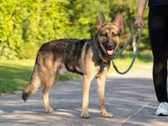 Lubbi, der Traum vom Schäferhund - Rosengarten (Niedersachsen)