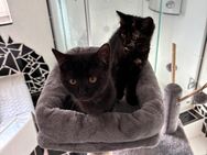 Zwei liebevolle Babykatzen (4 Monate) abzugeben – zusammen oder einzeln möglich - Schortens