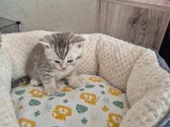 BKH Kitten - Leipzig