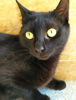 Isidora (FIV+) - wer nimmt mich auf? - Wilhelmsfeld