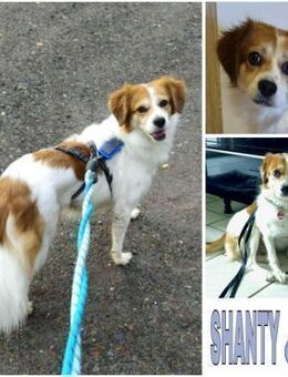 SHANTY -Liebe & zutrauliche Hündin- - Duisburg